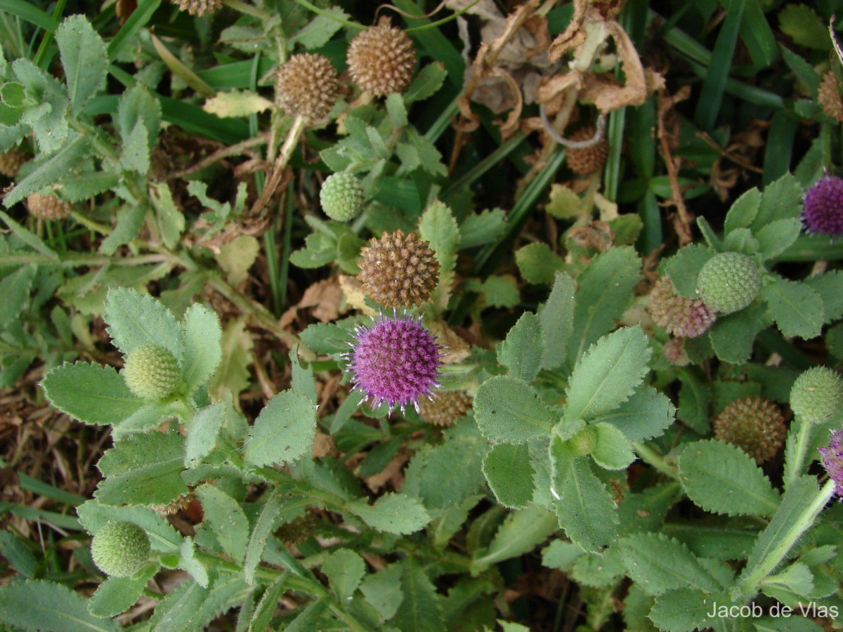 Sphaeranthus indicus L.
